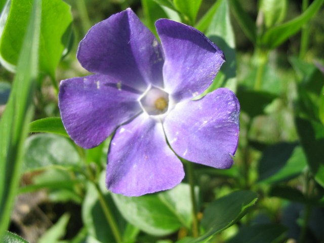 Vinca major